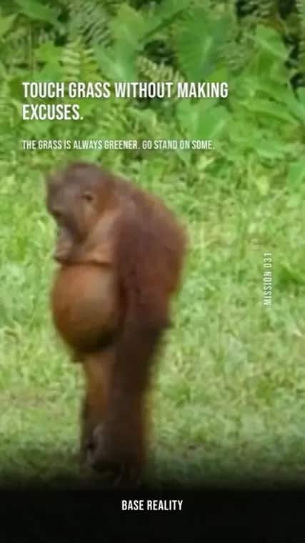 Base Reality mission 31, "Touch grass without making excuses.", answered with an orangutan standing in long grass.