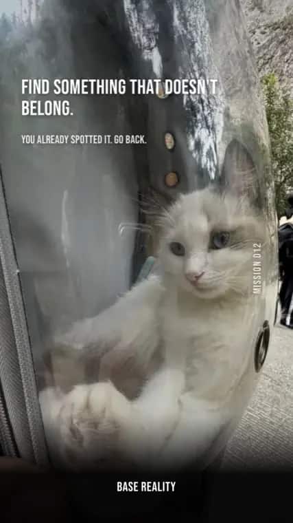 Base Reality mission 12, "Find something that doesn't belong.", answered with a cat lying flat against a car windscreen.